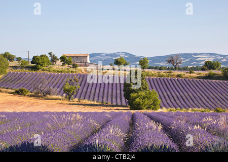 Champs de lavande près de Ferrassieres dans la Drome. Banque D'Images