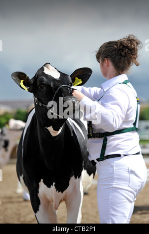 Les bovins laitiers en montrant les jeunes chiens section d'une foire agricole au Royaume-Uni. Banque D'Images