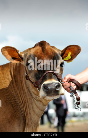 Génisse Jersey sur dos-nu à un salon de l'agriculture au Royaume-Uni. Banque D'Images