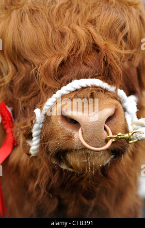 Gros plan de la tête d'un taureau Highland ayant eu lieu un dos-nu à un agricutural au Royaume-Uni. Banque D'Images