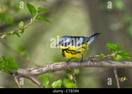 Magnolia Warbler mâle perché sur une branche avec la lumière du soleil pommelé mettant. Banque D'Images