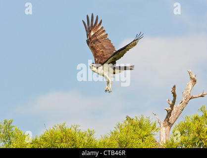 Osprey planant tout en volant au-dessus des cyprès chauve Banque D'Images