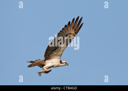 Osprey battant poissons mâles avec dans ses serres, l'amener à femelle sur son nid Banque D'Images