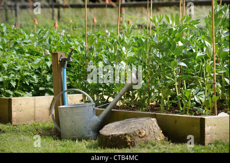 Un arrosoir et le jardin à côté du robinet soulevées lits végétale UK Banque D'Images