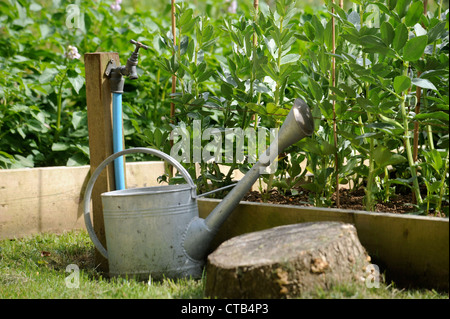 Un arrosoir et le jardin à côté du robinet soulevées lits végétale UK Banque D'Images