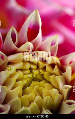 Close-up of pink hydrangea flower Banque D'Images