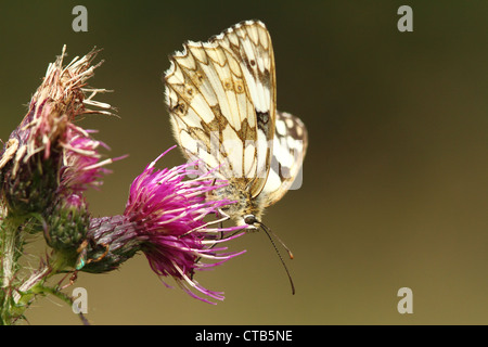 Marbré de papillon blanc en bois de Bentley Banque D'Images