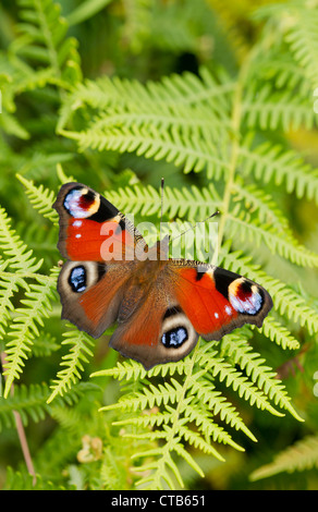Peacock Inachis io sur les pèlerins adultes de frondes de fougères à Barkbooth Lot, Cumbria en juillet. Banque D'Images
