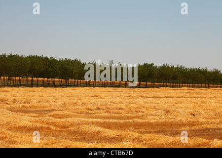 Paysage de Toscane l'été 2012. Banque D'Images