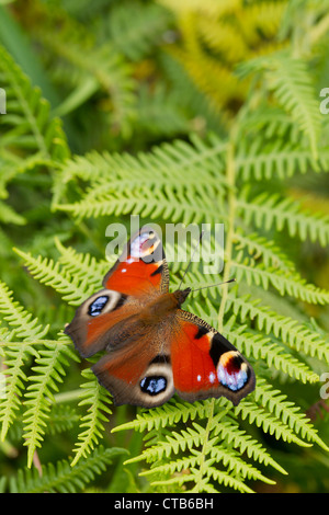 Peacock Inachis io sur les pèlerins adultes de frondes de fougères à Barkbooth Lot, Cumbria en juillet. Banque D'Images