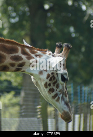 Giraffe réticulée prises au Parc Safari de Longleat, Wiltshire, Royaume-Uni Banque D'Images