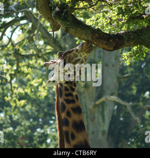 Gros plan d'une giraffe réticulée grignotage à la succursale. Prise à la faune de Longleat Safari Park, Wiltshire, Royaume-Uni Banque D'Images