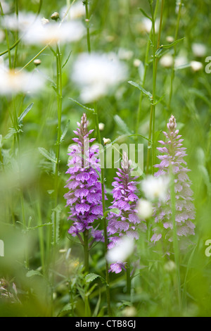 La commune de fleurs sauvages, prairie orchidée dans le Worcestershire, England, UK Banque D'Images