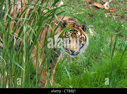 Grande image d'un grand mâle tigre de Sumatra Banque D'Images