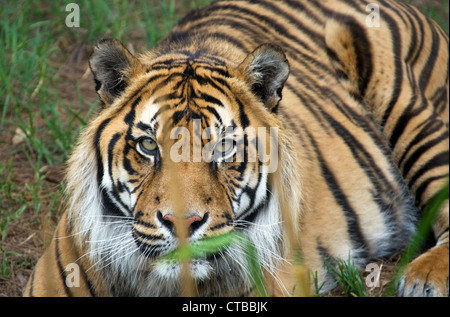 Grande image d'un grand mâle tigre de Sumatra Banque D'Images