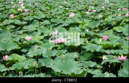 Une grande image de belle eau lillies Banque D'Images