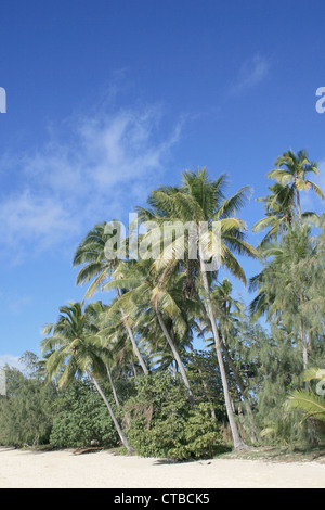 Palms sur une île exotique aux Iles Fidji Banque D'Images