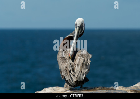 Un pélican brun (Pelecanus occidentalis) perchée au bord de l'océan, sur l'île South Plaza, îles Galapagos, Equateur Banque D'Images