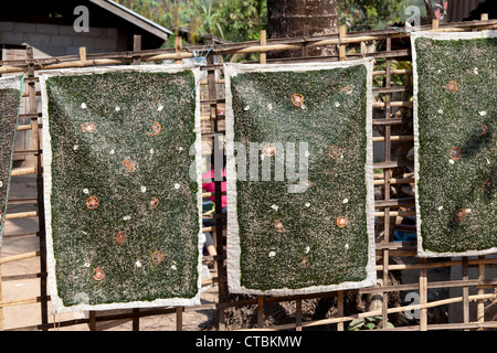 De minces feuilles de mauvaises herbes de la rivière accroché à sécher sur une clôture (Muang Ngoi Neua - Laos). Plaques d'algues de rivières mises à sécher. Banque D'Images