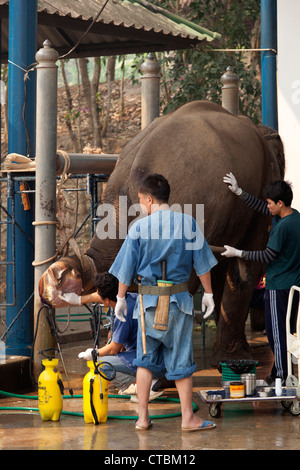 À la Thai Elephant Conservation Centre, un chirurgien vétérinaire avec des hommes en soins infirmiers traiter un éléphant mal blessé (Thaïlande). Banque D'Images