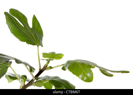 Branche de figues avec des fruits sur le fond blanc (Ficus carica L.) Banque D'Images