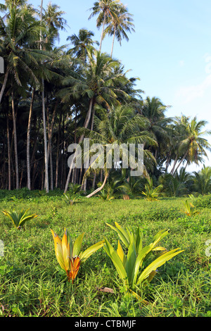 Les jeunes plants de cocotiers poussent sur le bord d'une plantation de cocotiers. Banque D'Images