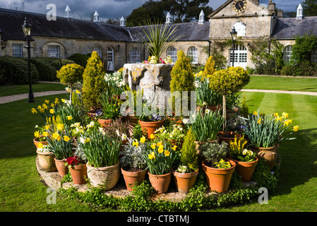 Une masse de pots colorés de bulbes de printemps ; une fonction qui, dans un jardin de l'hôtel Banque D'Images