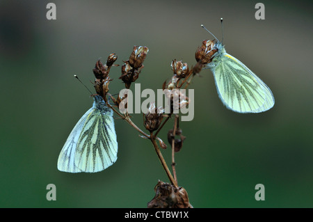 Deux papillons blanc veiné de vert au repos UK Banque D'Images