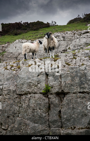 Swaledale mouton et agneau falaises calcaires North Yorkshire Moors Banque D'Images