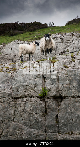 Swaledale mouton et agneau falaises calcaires North Yorkshire Moors Banque D'Images