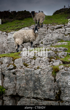 Swaledale mouton et agneau falaises calcaires North Yorkshire Moors Banque D'Images