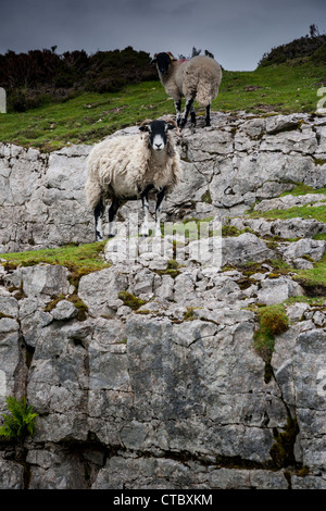 Swaledale mouton et agneau falaises calcaires North Yorkshire Moors Banque D'Images