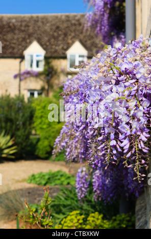 La floraison des glycines sur un mur dans un cottage country garden dans la campagne anglaise au printemps. Ducklington, Aquitaine, FR, UK. Banque D'Images