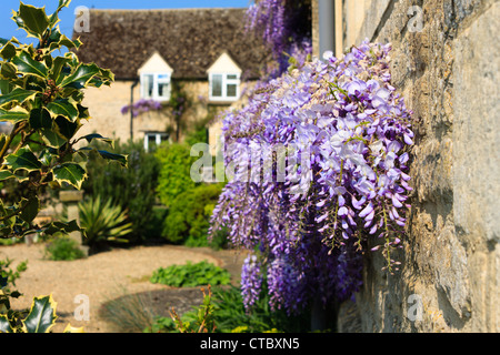 La floraison des glycines sur un mur dans un cottage country garden dans la campagne anglaise au printemps. Ducklington, Aquitaine, FR, UK. Banque D'Images