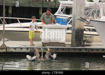 Les pélicans d'alimentation à quai, Fernandina Beach, Florida, USA Banque D'Images