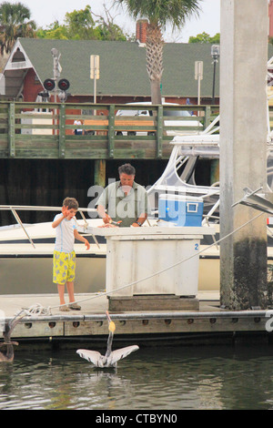 Les pélicans d'alimentation à quai, Fernandina Beach, Florida, USA Banque D'Images