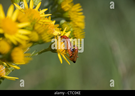 L'accouplement de deux coléoptères soldat cantharis (spec) sur la fleur de séneçon jacobée (jacobaea vulgaris). Banque D'Images