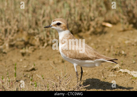 Un Kentish Plover (Charadrius alexandrinus) debout sur le terrain Banque D'Images