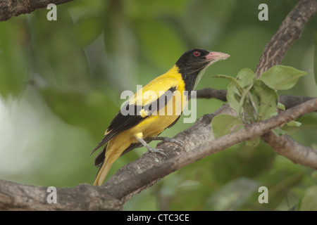 L'oriole à capuchon noir en tenant un retour d'araignée à ligne son nid dans Kumta , Karnataka Banque D'Images