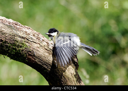 Grand il, Parus major, seul oiseau de soleil sur log, Warwickshire, Juillet 2012 Banque D'Images