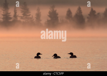 Trois huards (Gavia immer) en silhouette à l'aube sur un lac d'Amérique du Nord brumeux. Banque D'Images