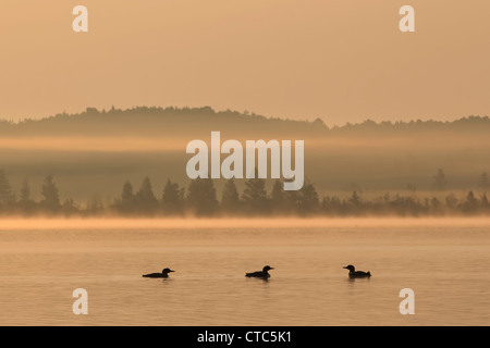 Trois huards (Gavia immer) en silhouette à l'aube sur un lac d'Amérique du Nord brumeux. Banque D'Images