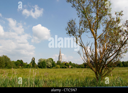 L'eau de la cathédrale de Salisbury Wiltshire England UK Meadows Banque D'Images