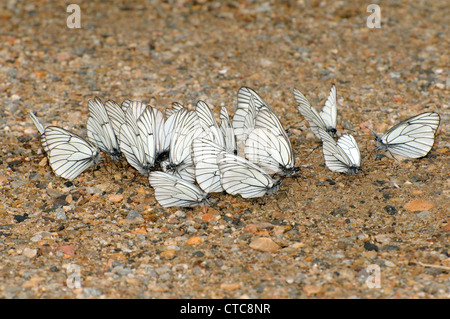 Blanc veiné noir (Aporia crataegi). Le lac Baïkal, en Sibérie, Fédération de Russie Banque D'Images