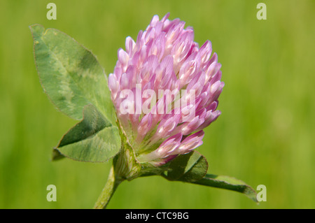 Purple-globe Trèfle, Owl Head trèfle (Trifolium alpestre). Le lac Baïkal, Sibérie, Russie. Banque D'Images