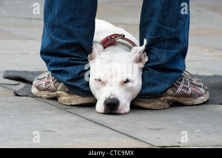 Gros problème vendeur et son Staffordshire Bull Terrier sur une rue de Londres Banque D'Images