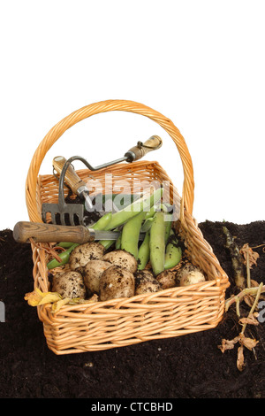 Les produits du jardin récoltés, les fèves et les pommes de terre dans un panier en osier sur le sol Banque D'Images