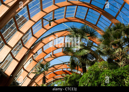 Jardins d'hiver, Sheffield. Vue de l'intérieur de la serre tempérée dans le centre-ville Banque D'Images