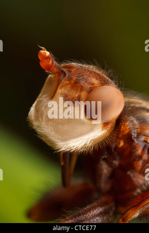 Conopidae Flys Head Banque D'Images