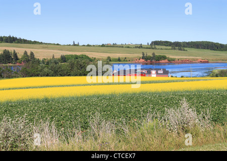 Paysage d'été avec les champs de colza et de l'océan dans le centre de Prince Edward Island, Canada Banque D'Images
